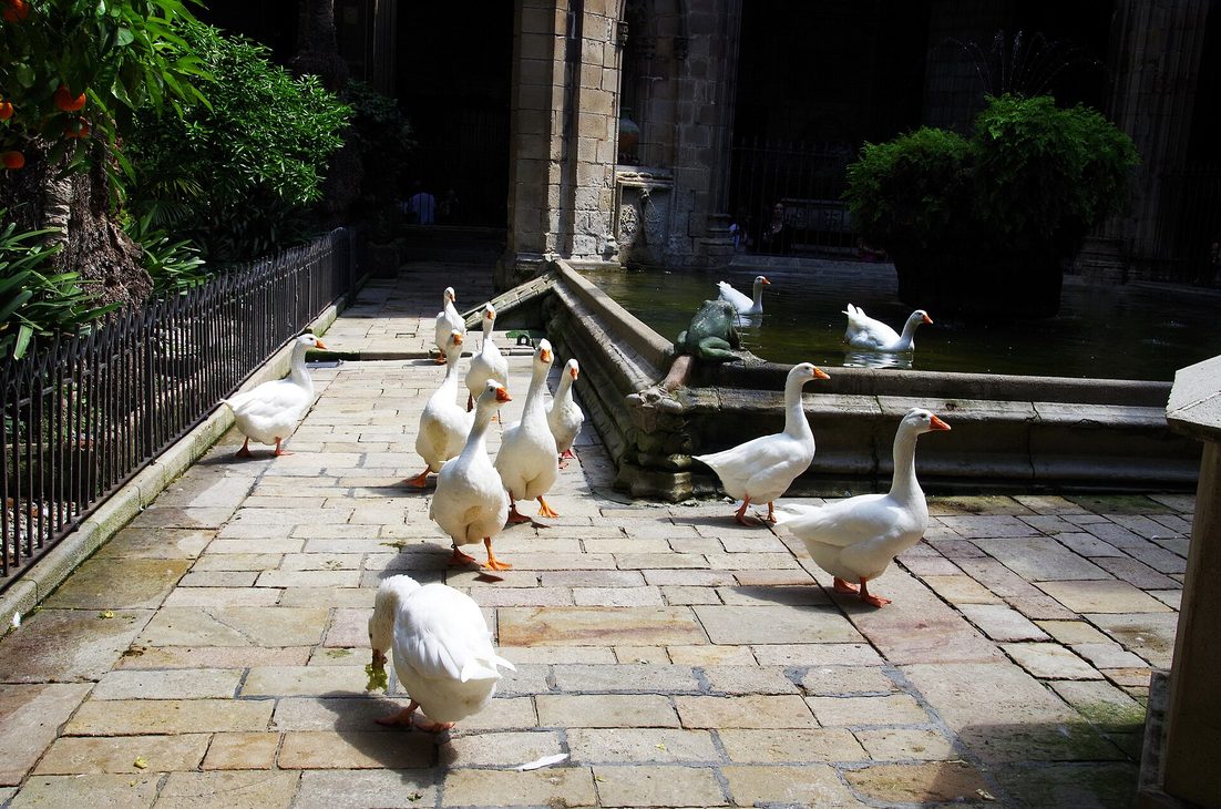 White geese beside the pond in the cloister of Barcelona Cathedral