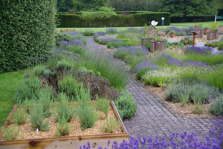 Rows of lavender plants in the lavender garden at Buckfast Abbey
