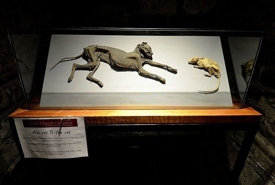 The mummified cat and rat found in an organ pipe at Christ Church Cathedral, Dublin, displayed in the crypt