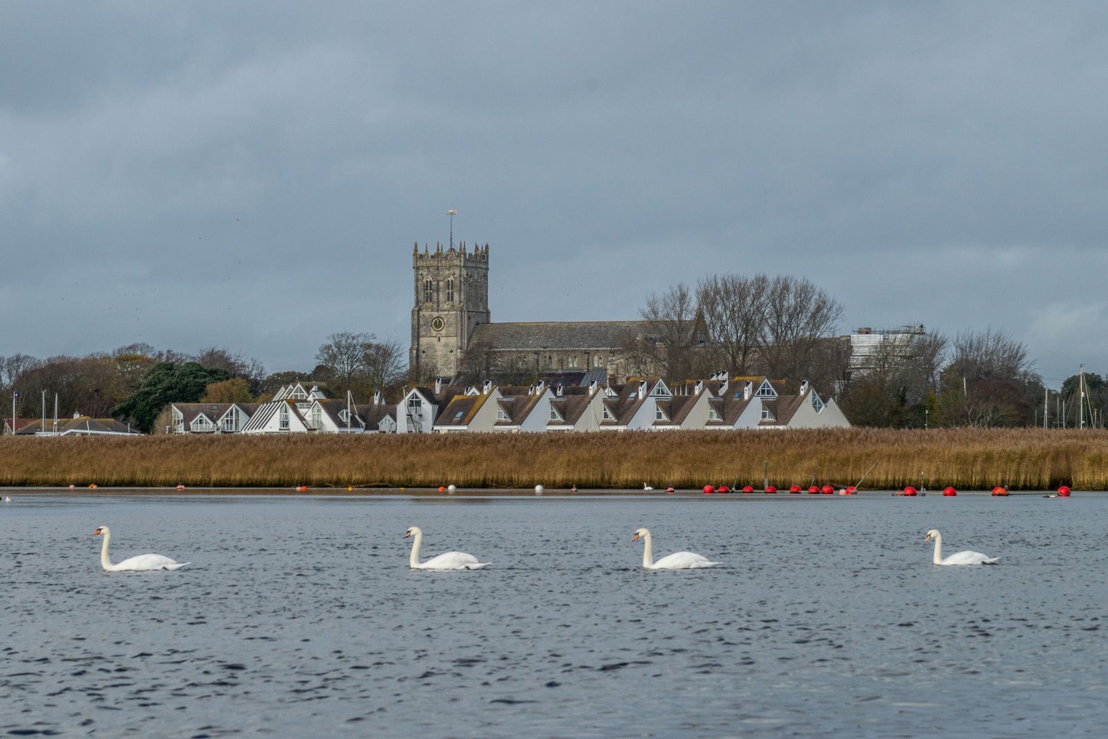 Swans on the water with Christchurch Priory on the far shore