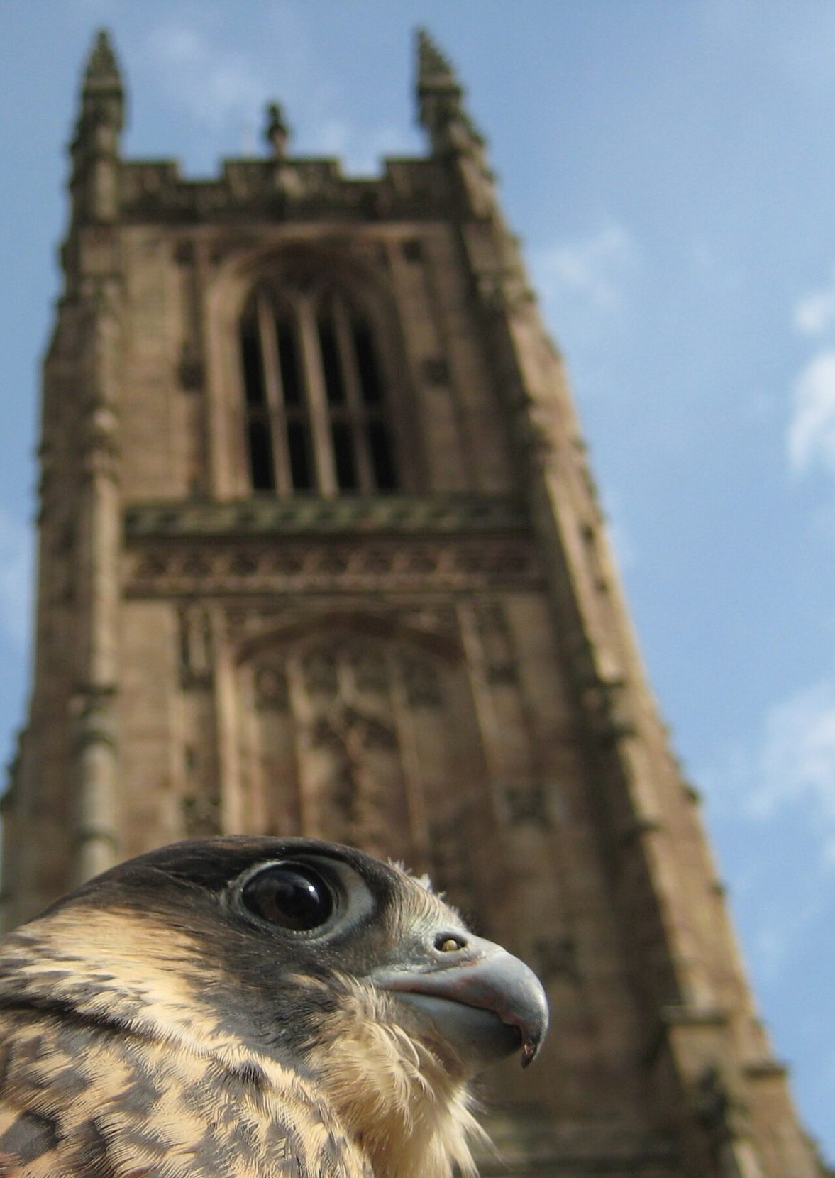 A peregrine falcon in close-up, with the pinnacled tower of Derby Cathedral behind it