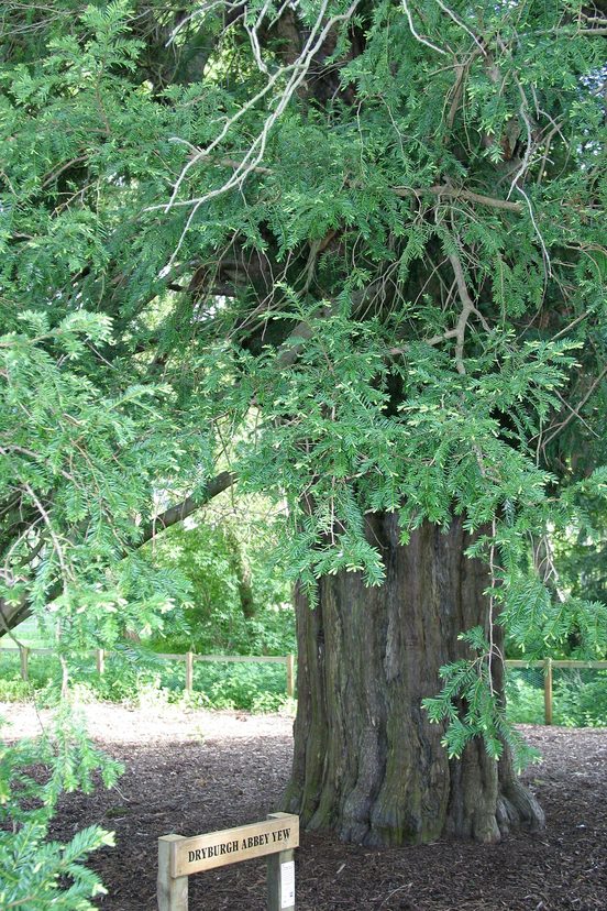 The trunk and spreading branches of the ancient Dryburgh Yew beside the abbey