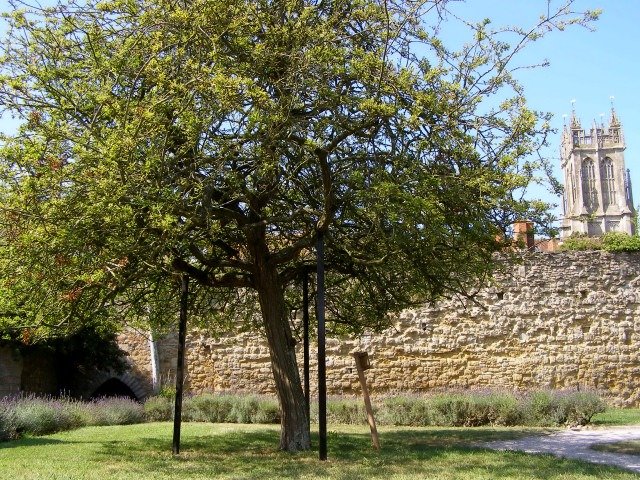 A hawthorn tree in the grounds of Glastonbury Abbey