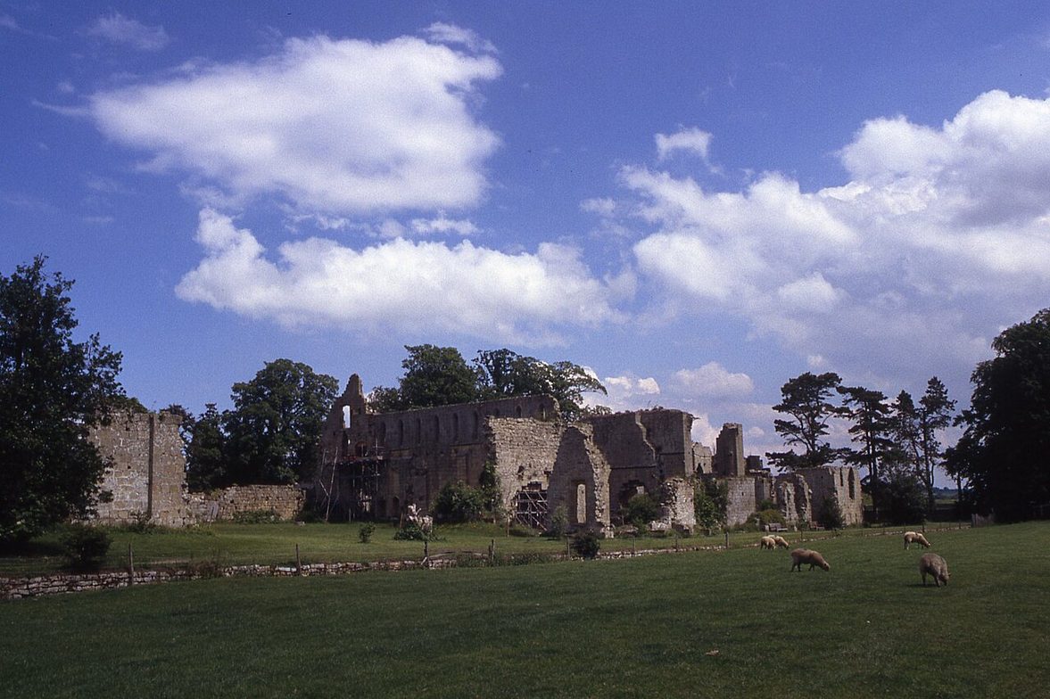 Sheep grazing in the parkland beside the ruins of Jervaulx Abbey in Wensleydale