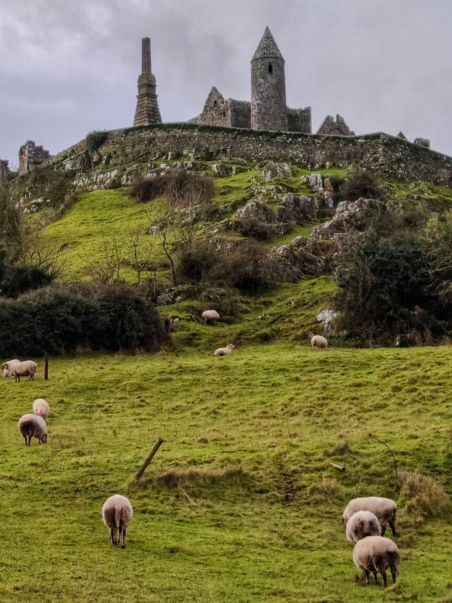 Sheep grazing in a field below the Rock of Cashel on the skyline