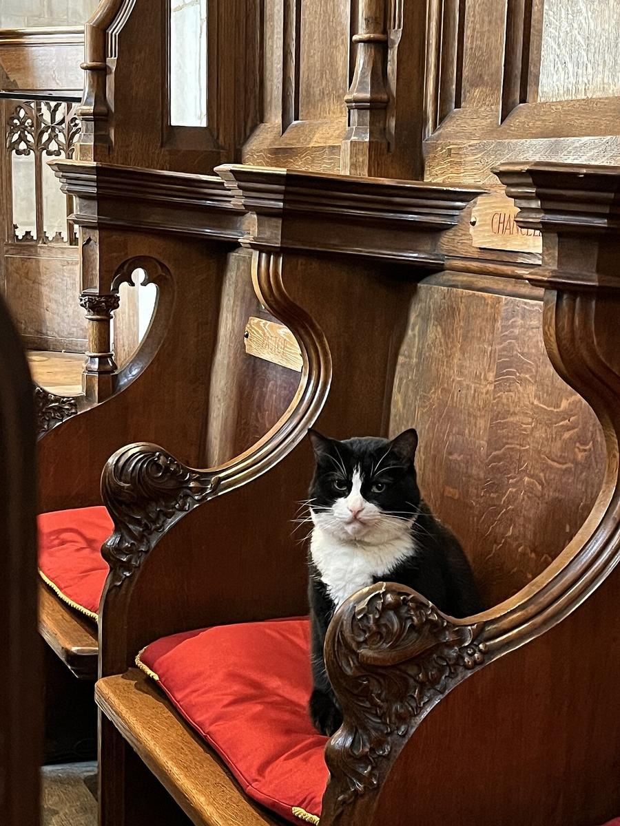 A black and white cat sitting on a red cushion in a carved wooden stall