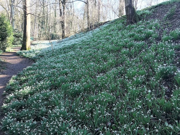 Thousands of snowdrops carpeting the woodland of the Dell in the Walsingham Abbey grounds