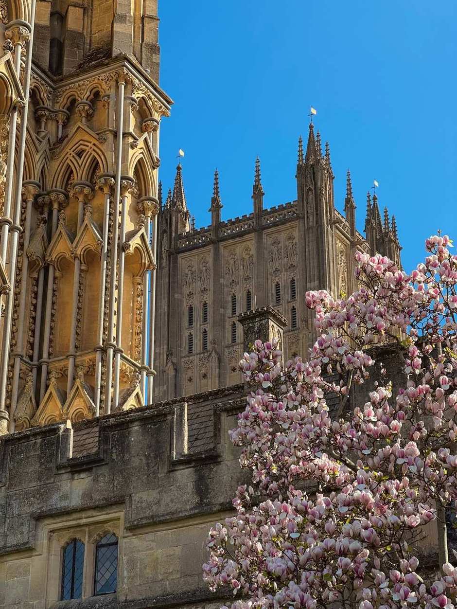 Wells Cathedral in spring, cherry blossoms against its Gothic front