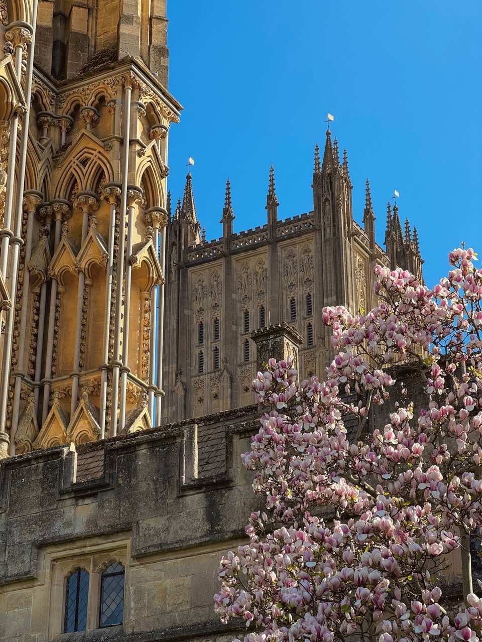 Wells Cathedral in spring, cherry blossoms against its Gothic front